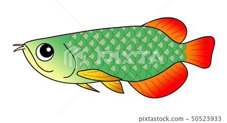 龍魚金龍魚 龍魚金龍魚 50523933