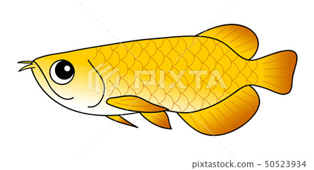 Arowana Arowana Arowana Arowana 50523934