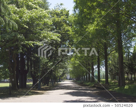 樹木包圍的木板路 50524020