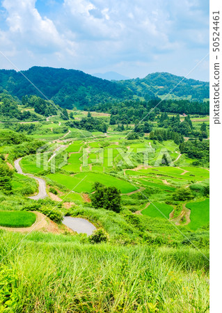 Rice terraced rice fields (July) Rice terraced rice fields (July) 50524461