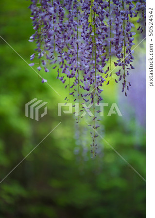  Wisteria flowers 50524542