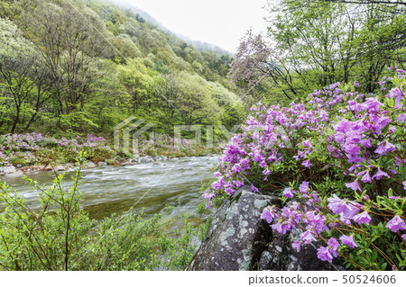Danggung valley 50524606
