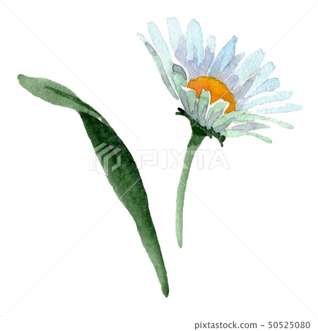 Big white chamomile floral botanical flowers. Watercolor background set. Isolated chamomile 50525080
