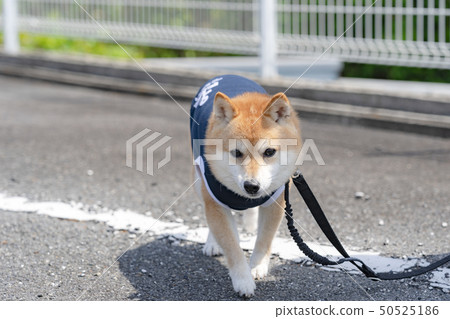 Mameshiba Mameshiba 50525186