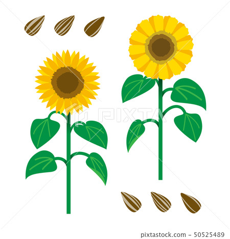 向日葵1 50525489