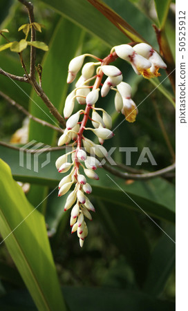 Ghetto flowers 50525912