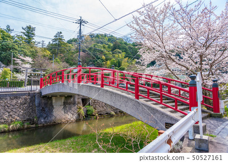 Tamazu Onsen Miyahashi (Koirei Bridge) Spring Cherry blossoms 50527161