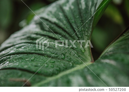 leaves tropical green macro blur drops shine leaves tropical green macro blur drops shine 50527208