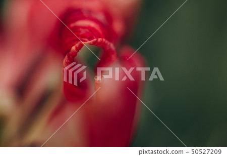flower bud red macro blur details texture flower bud red macro blur details texture 50527209