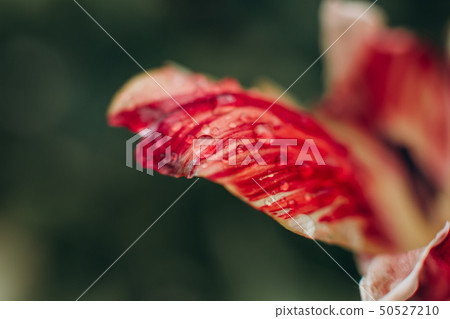 flower bud red macro blur details texture flower bud red macro blur details texture 50527210