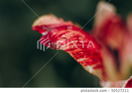 flower bud red macro blur details texture flower bud red macro blur details texture 50527211