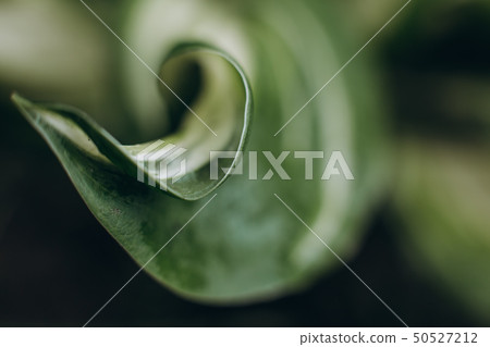 leaves tropical green macro blur drops shine leaves tropical green macro blur drops shine 50527212