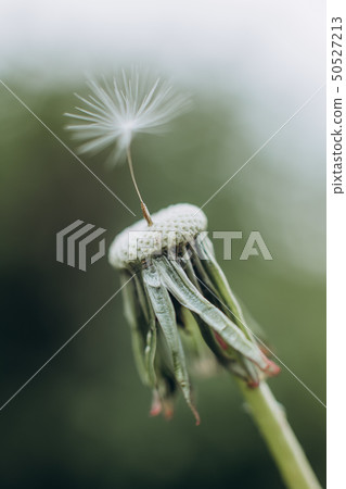 dandelion plant one grain fluffy seeds spread dandelion plant one grain fluffy seeds spread 50527213