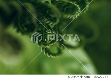 leaves tropical green macro blur drops shine leaves tropical green macro blur drops shine 50527214