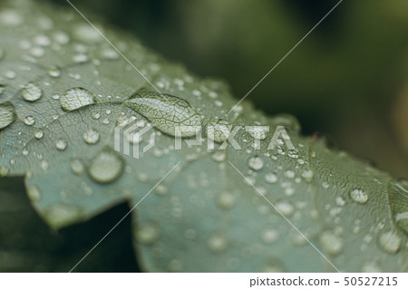 water drops leaf tropical plant watering water drops leaf tropical plant watering 50527215