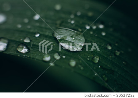 water drops leaf tropical plant watering 50527252