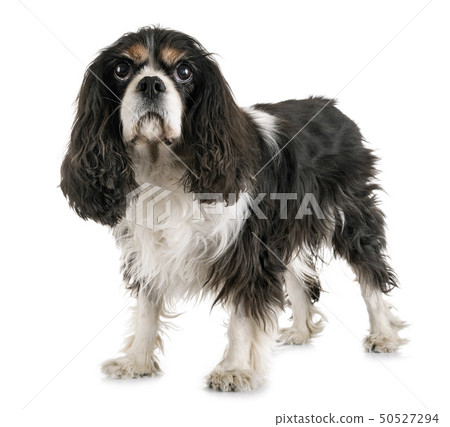 cavalier king charles 50527294