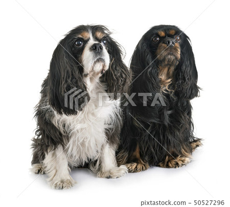 cavalier king charles 50527296