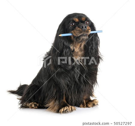 cavalier king charles 50527297