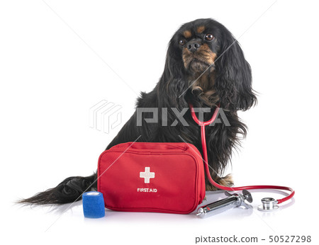 cavalier king charles and first aid 50527298