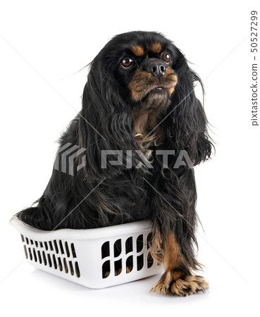cavalier king charles 50527299