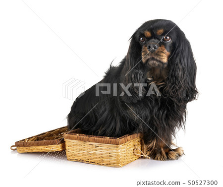 cavalier king charles 50527300