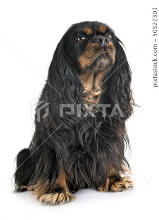 cavalier king charles 50527301