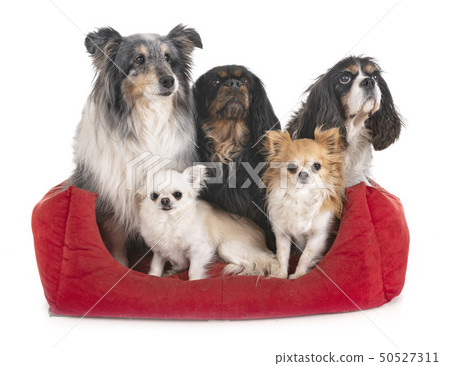 little dogs in studio 50527311