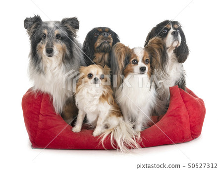 little dogs in studio little dogs in studio 50527312