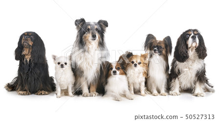 little dogs in studio 50527313