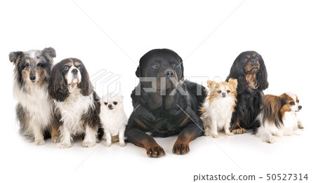 dogs in studio dogs in studio 50527314