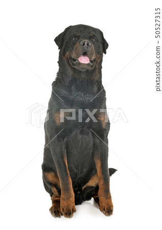 rottweiler in studio 50527315