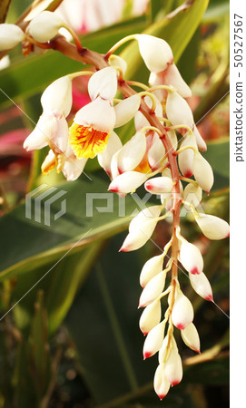 Ghetto flowers 50527567