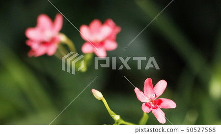 Flower of Hinoyogi 50527568