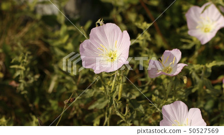 山Zakikimi之花 山Zakikimi之花 50527569