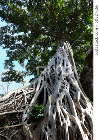 Huge white roots of Tetrameles tree. Huge white roots of Tetrameles tree. 50527666