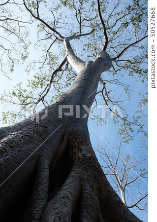The trunk of a huge white tree The trunk of a huge white tree 50527668