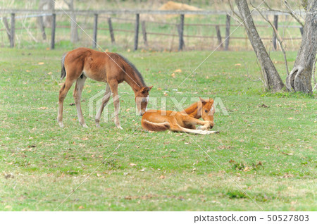 Thoroughbred foals 50527803