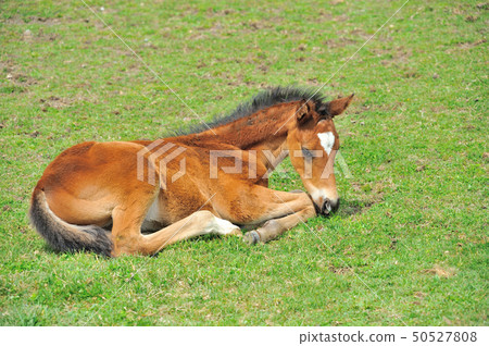 Thoroughbred foals 50527808