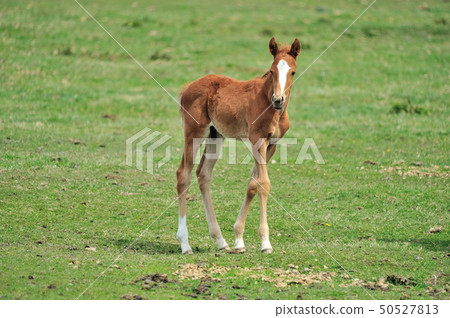 Thoroughbred foals 50527813