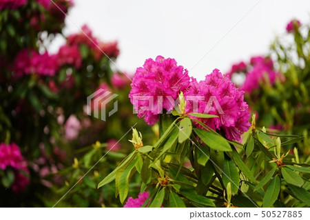 美麗的杜鵑花在蒼白樹蔭下開花 50527885