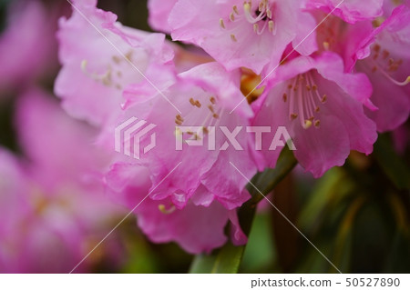 美麗的杜鵑花在蒼白樹蔭下開花 50527890