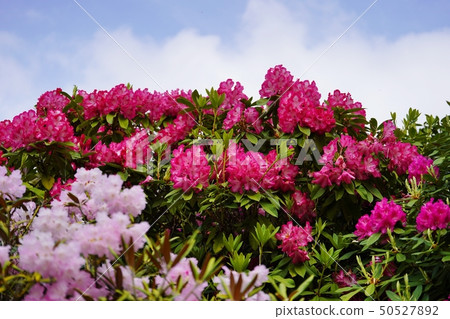 美麗的杜鵑花在蒼白樹蔭下開花 50527892