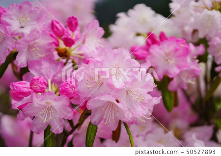 美麗的杜鵑花在蒼白樹蔭下開花 美麗的杜鵑花在蒼白樹蔭下開花 50527893