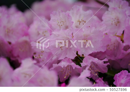 美麗的杜鵑花在蒼白樹蔭下開花 美麗的杜鵑花在蒼白樹蔭下開花 50527896