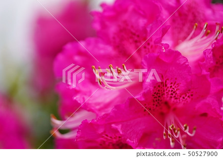 美麗的杜鵑花在蒼白樹蔭下開花 50527900