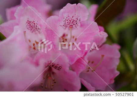 美麗的杜鵑花在蒼白樹蔭下開花 50527901