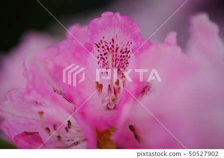 美麗的杜鵑花在蒼白樹蔭下開花 50527902