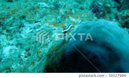 海洋生物海洋生物 50527994