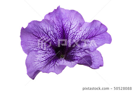 petunia flower isolated petunia flower isolated 50528088